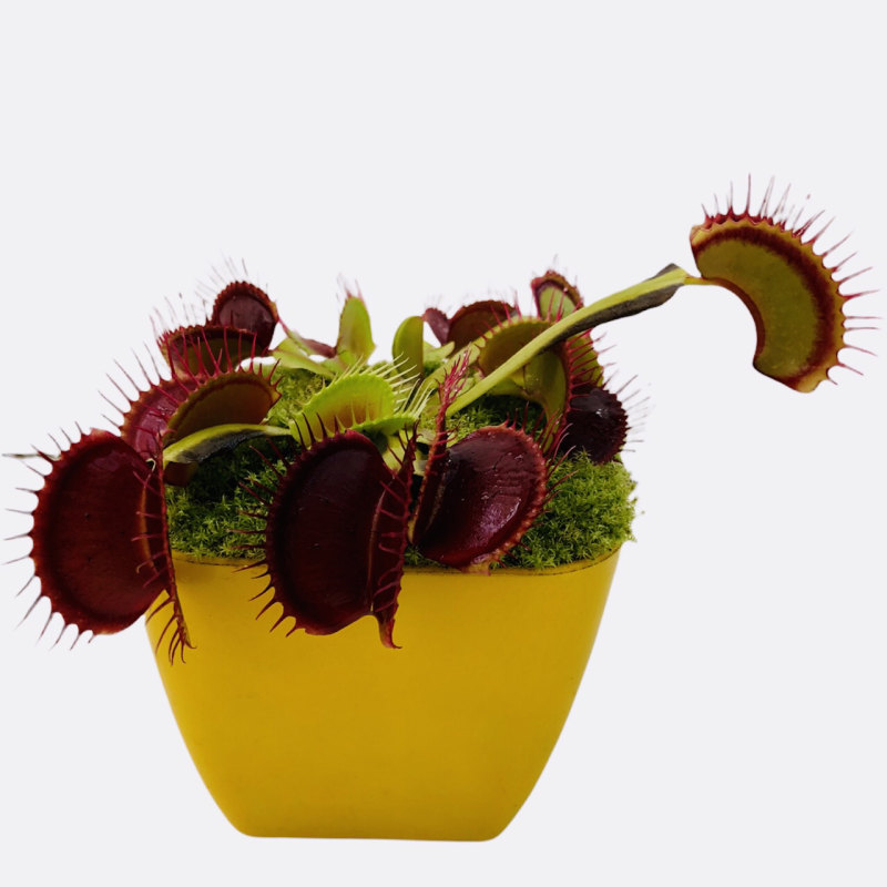 بذر گیاه گوشت خوار ونوس - Venus flytrap