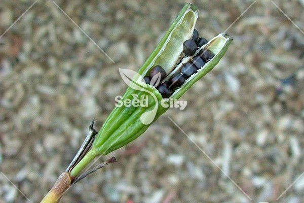 بذر زنبق آفریقایی – Dietes Bicolor