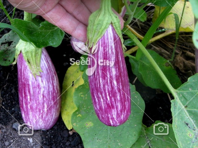 بذر بادمجان کالیوب – Eggplant