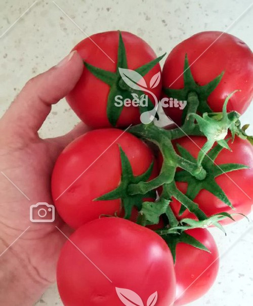بذر گوجه فرنگی گلخانه ای – Tomato