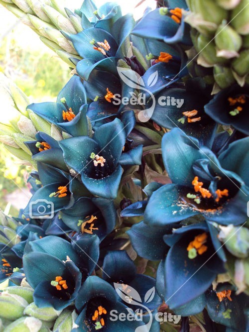 بذر گل زیبای پویا آبی – Sapphire Tower