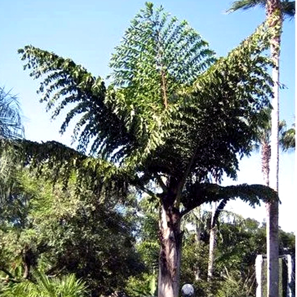 بذر نخل دم ماهی – Papuan Fishtail Palm