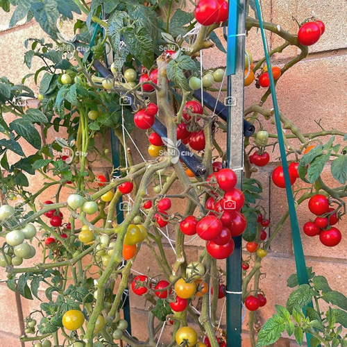 بذر گوجه چری – Cherry Tomato