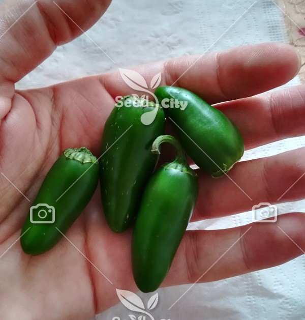 بذر هیبرید فلفل هالوپینو – Jalapeno Chilli Pepper