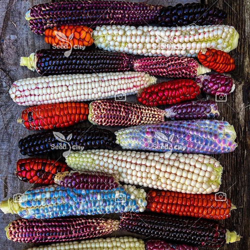 بذر ذرت رنگی – Rainbow Corn