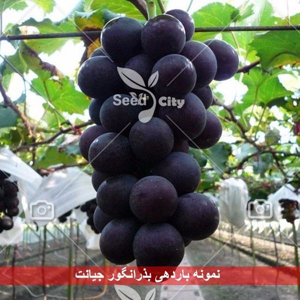 بذر انگور جیانت – Giant Grape
