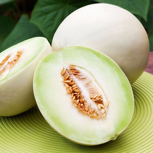 بذر خربزه هانی دیو - Honeydew Melon