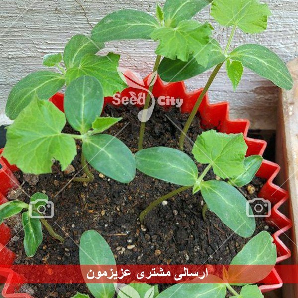 بذر خیار هیبرید اف 1 – Cucumber F1