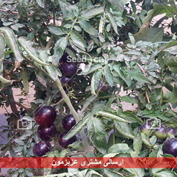 بذر گوجه سیاه – Black Tomato