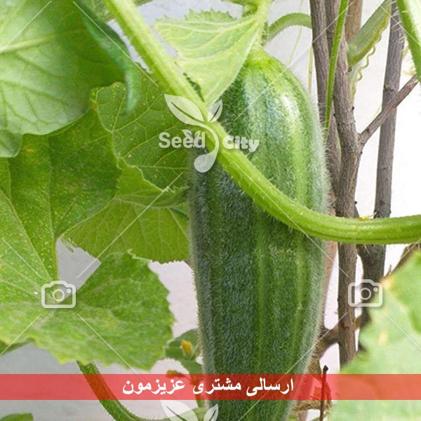 بذر خیار درختی پربار – Cucumber F1