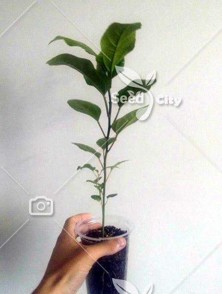 بذر پشن فروت هیبرید درشت – Passiflora