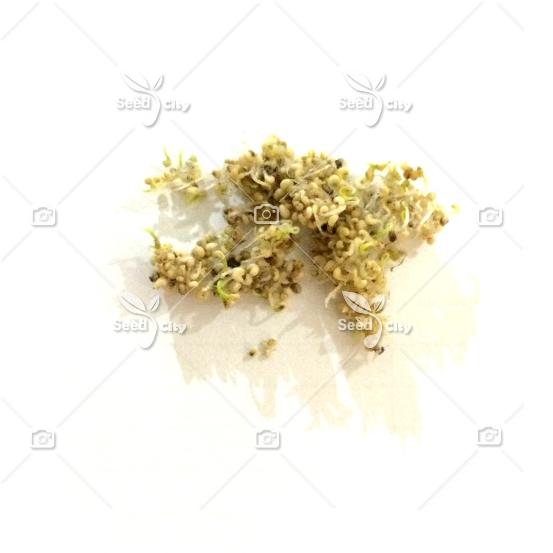 بذر شقایق خشخاش – Papaver