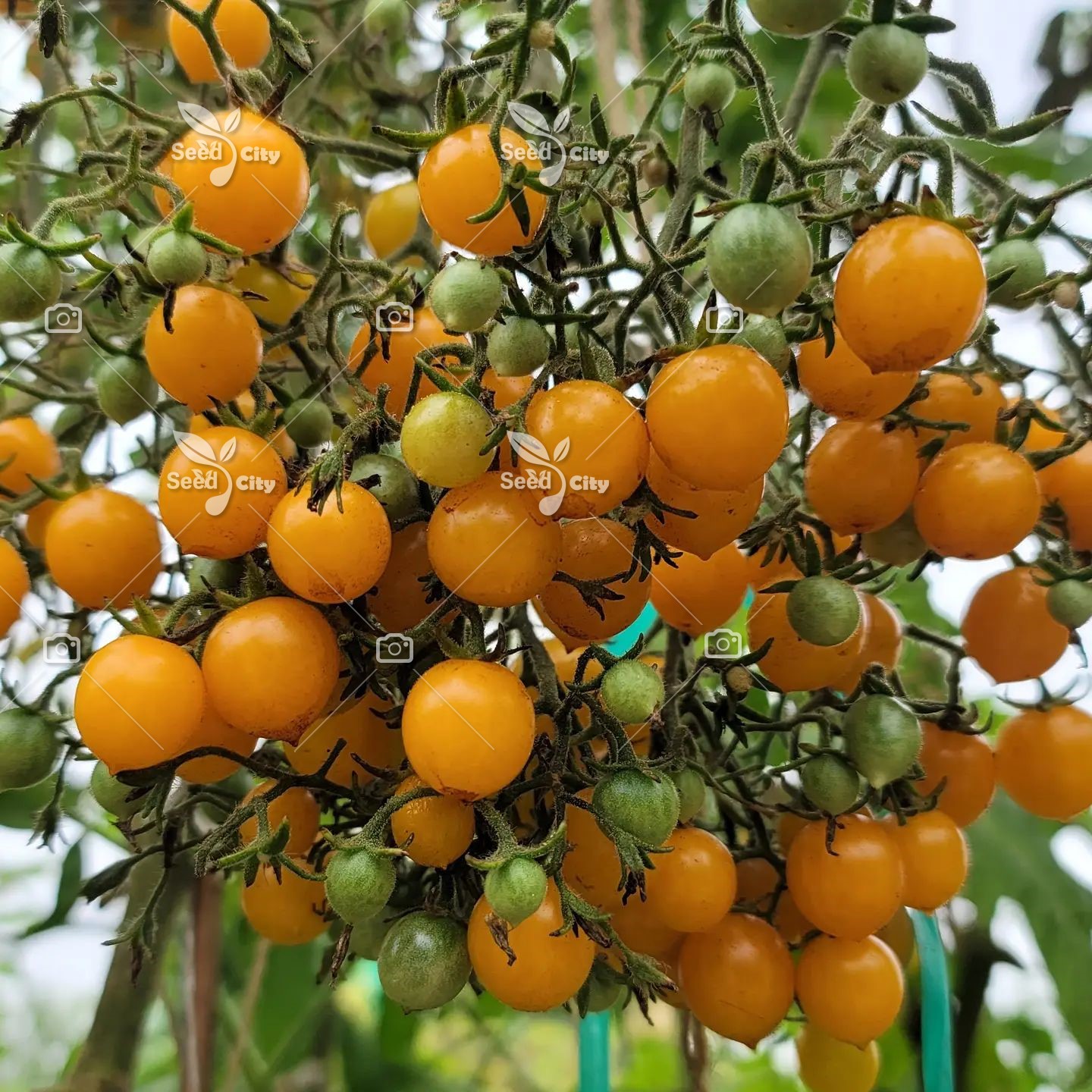 بذر گوجه زرد گلدانی – Yellow Cherry Tomato