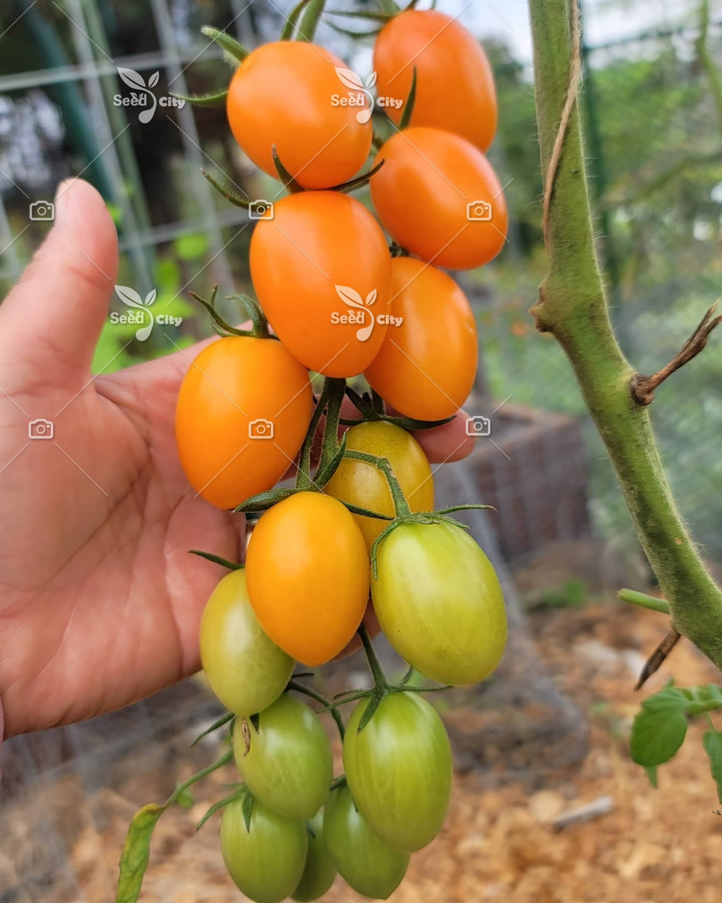 بذر گوجه بلاش – Blush Tomato