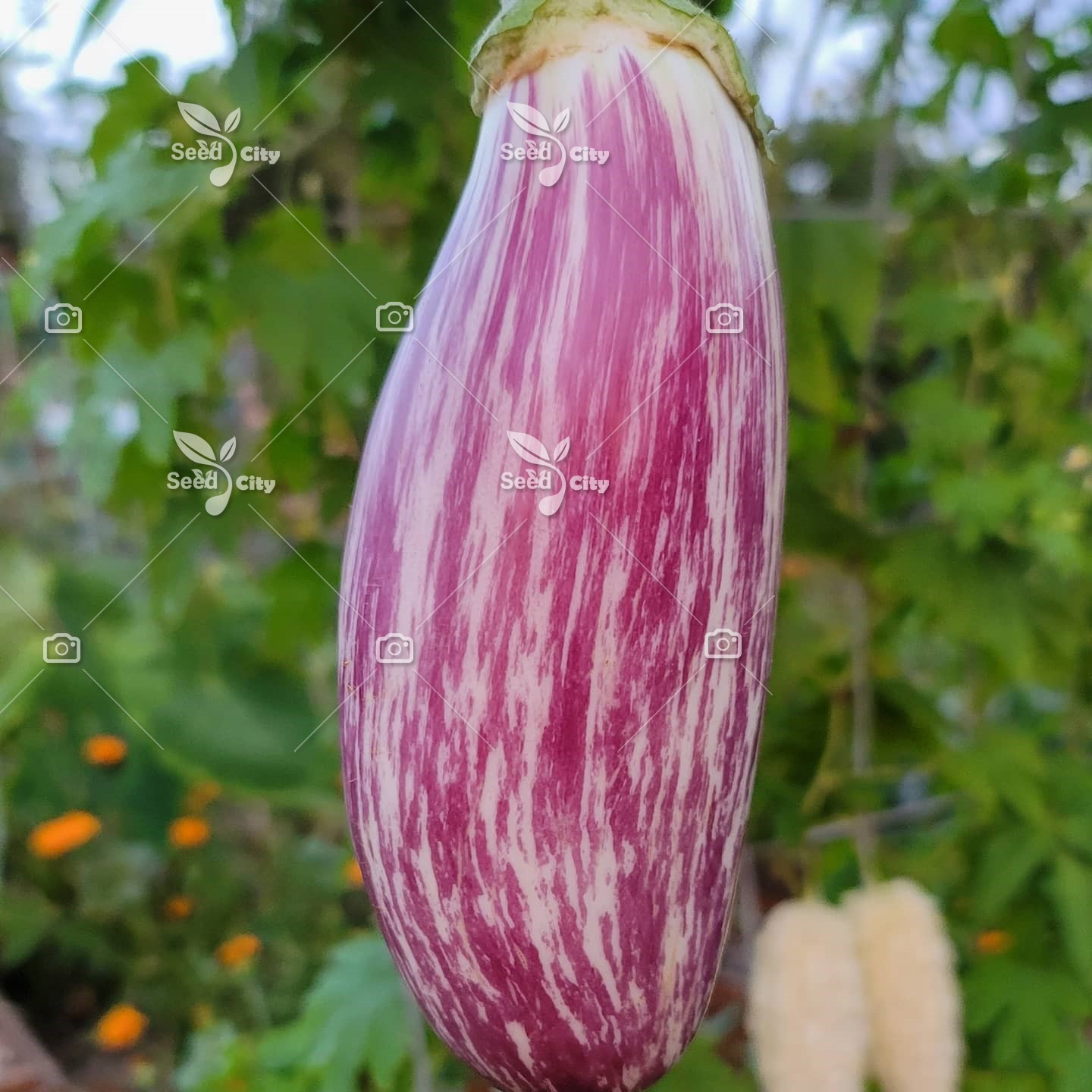 بذر بادمجان کالیوب – Eggplant