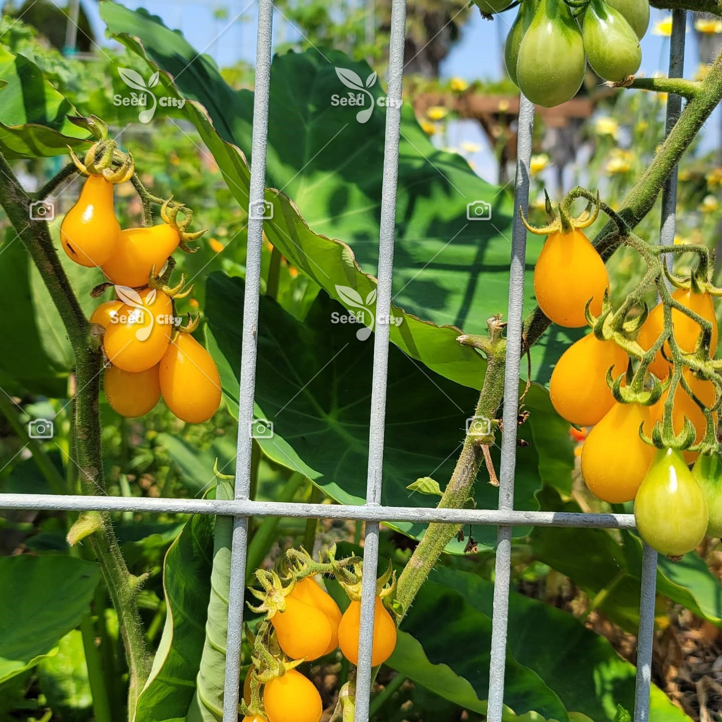 بذر گوجه گلابی زرد – Yellow Pear Tomato