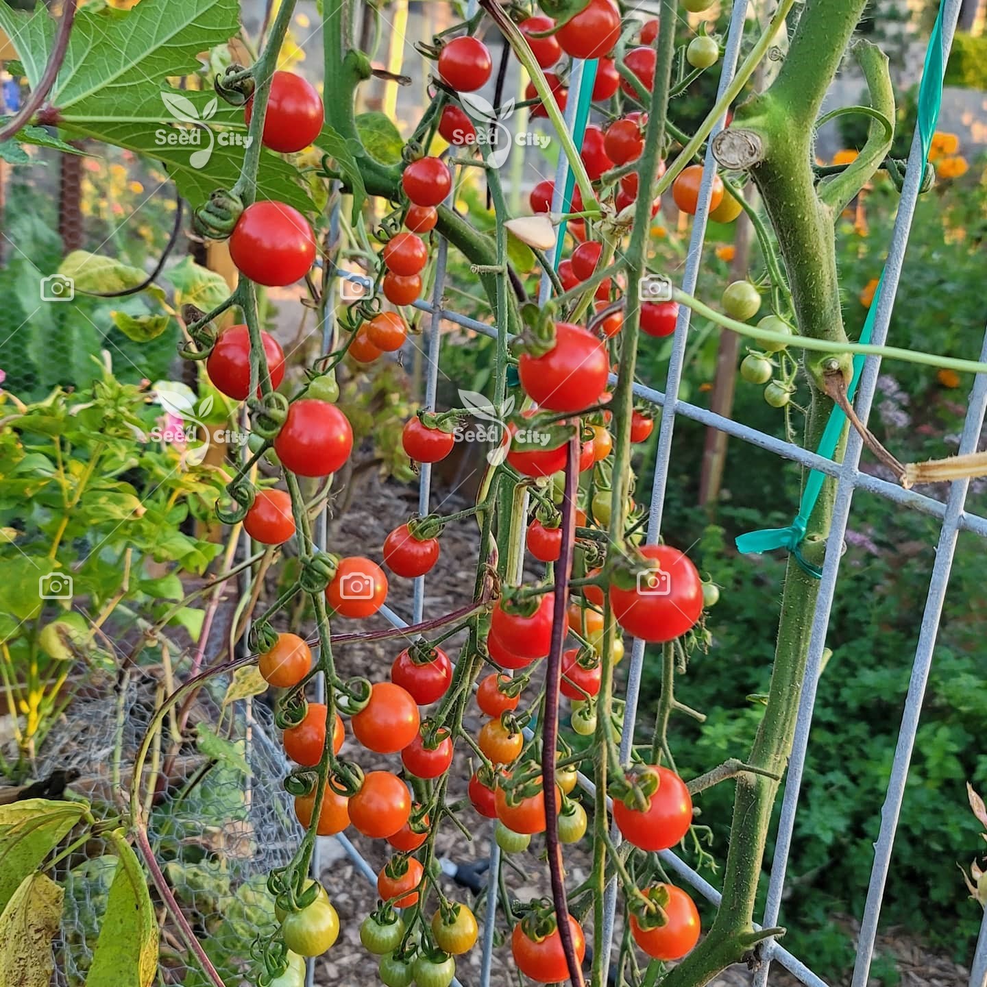 بذر گوجه گیلاسی – Cherry Tomato