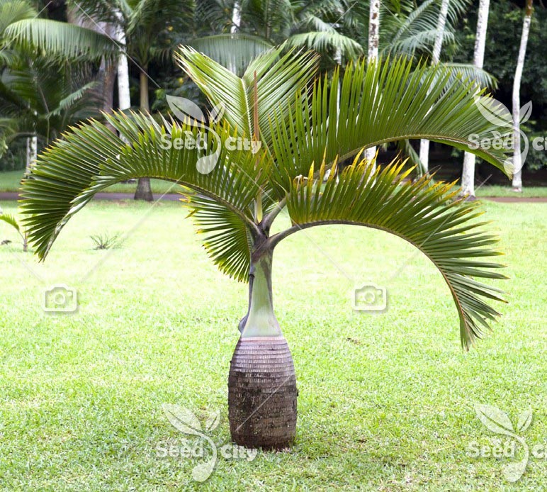 بذر نخل بطری – Bottle Palm