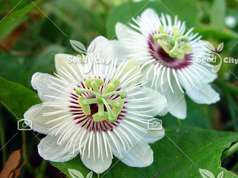 بذر پشن فروت فوتیدا – Passiflora Foetida