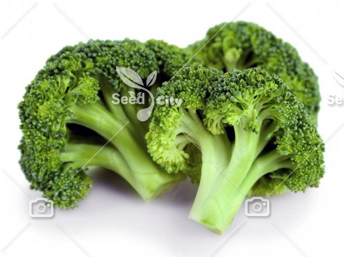 بذر کلم بروکلی – Broccoli