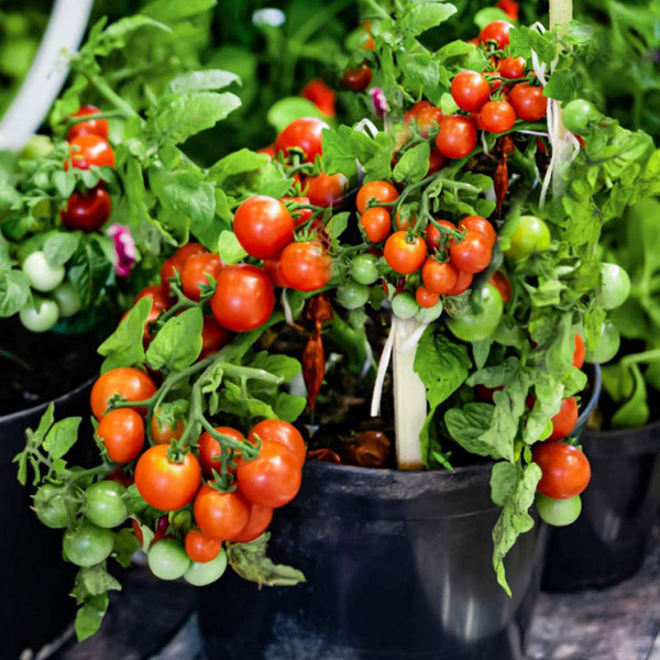 پکیج بذر سبزیجات – Vegetable