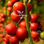 بذر گوجه فرنگی گلخانه ای – Tomato