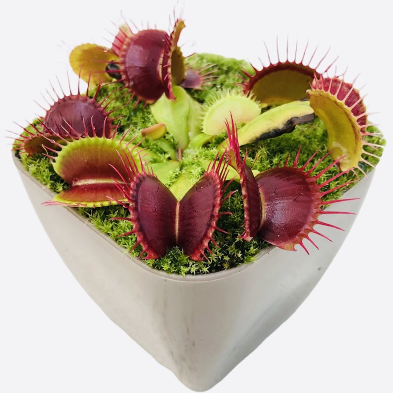 بذر گیاه گوشت خوار ونوس - Venus flytrap
