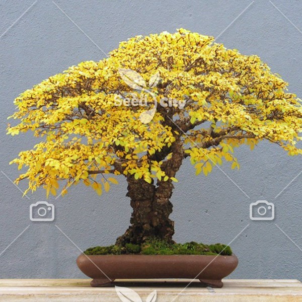 بذر درخت ژینکو - Ginkgo