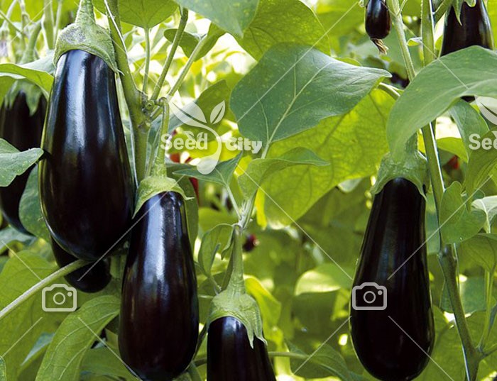 بذر بادمجان – Eggplant