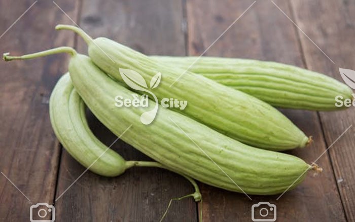 بذر خیار چنبر – Armenian Cucumber