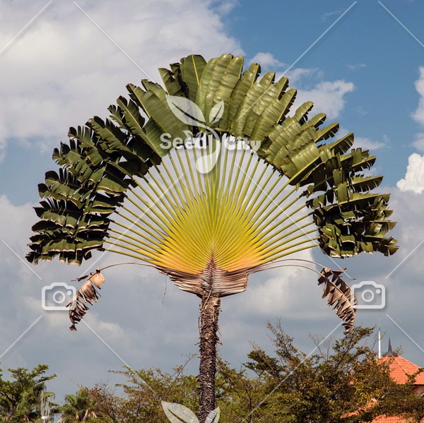 بذر نخل مسافر – Traveler Palm
