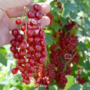 بذر انگو فرنگی – Ribes