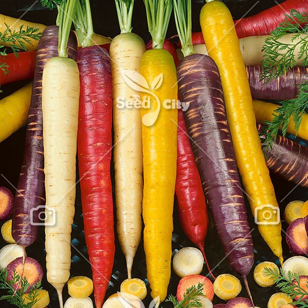 بذر هویج رنگی – Rainbow Carrot