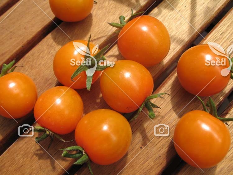 بذر گوجه ناگت طلایی – Gold Nugget Tomato
