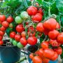بذر عمده گوجه فرنگی – Tomato