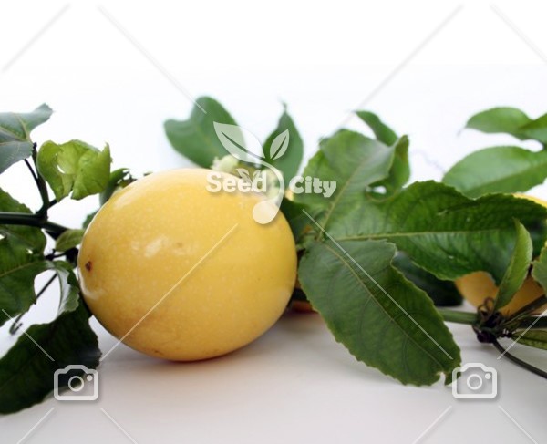 بذر پشن فروت لیمویی – Passiflora