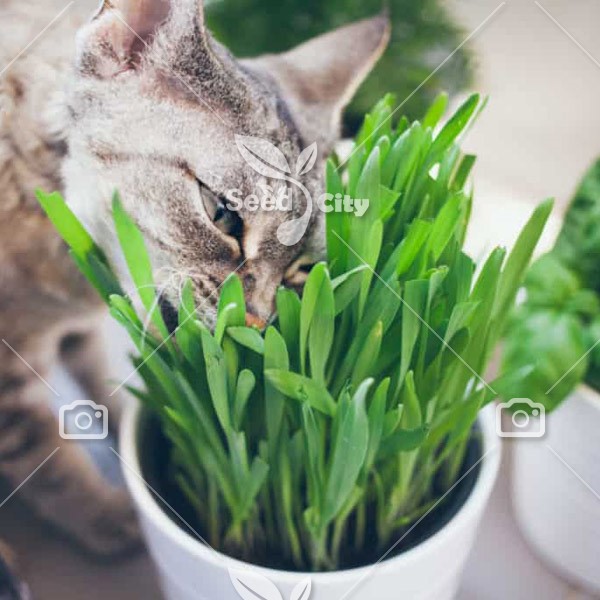 بذر علف گربه – Cat Grass