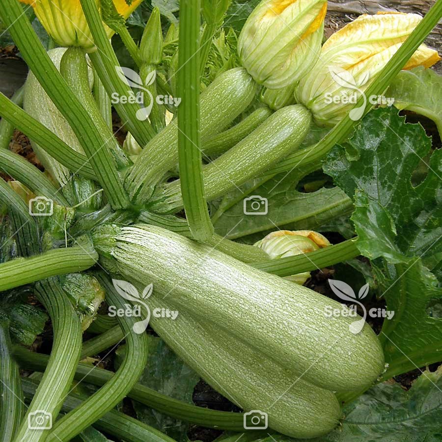بذر کدو خورشتی – Squash Zucchini