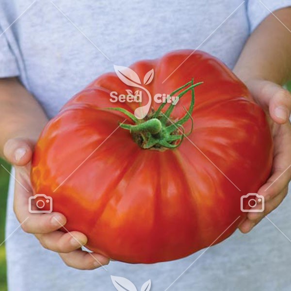 بذر گوجه غول پیکر - Tomato Giant