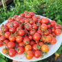بذر گوجه چری – Cherry Tomato