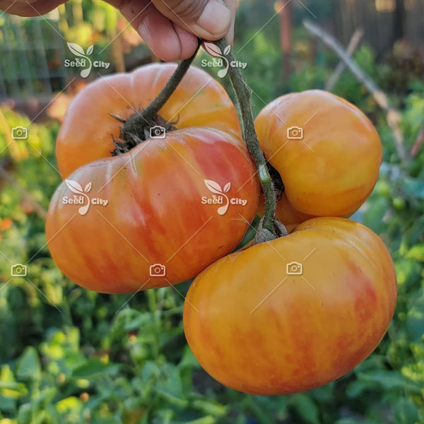 بذر گوجه آناناسی – Ananas Tomato