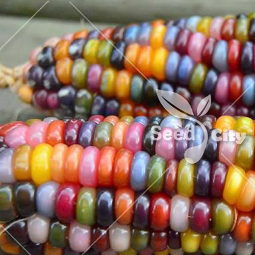 بذر ذرت رنگی – Rainbow Corn