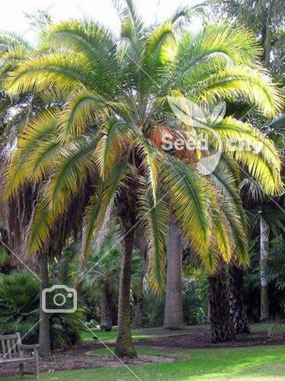 بذر نخل فونیکس – Phoenix Palm