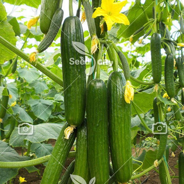 بذر خیار هیبرید اف 1 - Cucumber F1