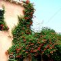 بذر  آربوزیا (توت فرنگی درختی) – Strawberry Tree
