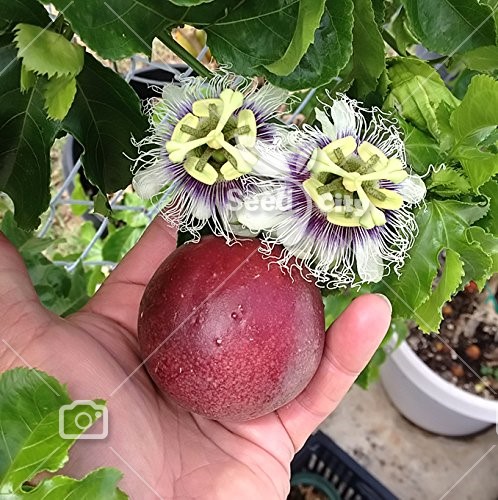 بذر پشن فروت هیبرید درشت – Passiflora