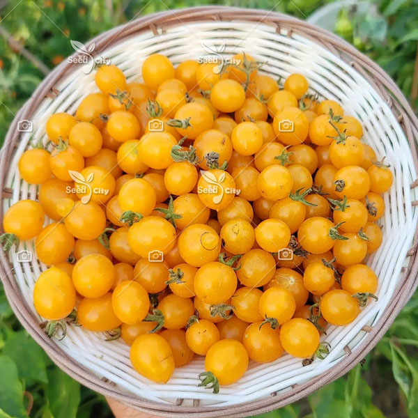 بذر گوجه زرد گلدانی – Yellow Cherry Tomato