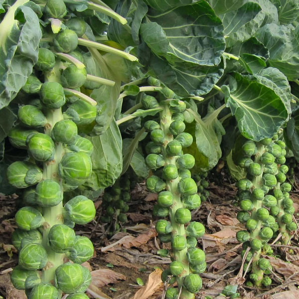بذر کلم بروکسل قرمز - Falstaff Brussels Sprouts