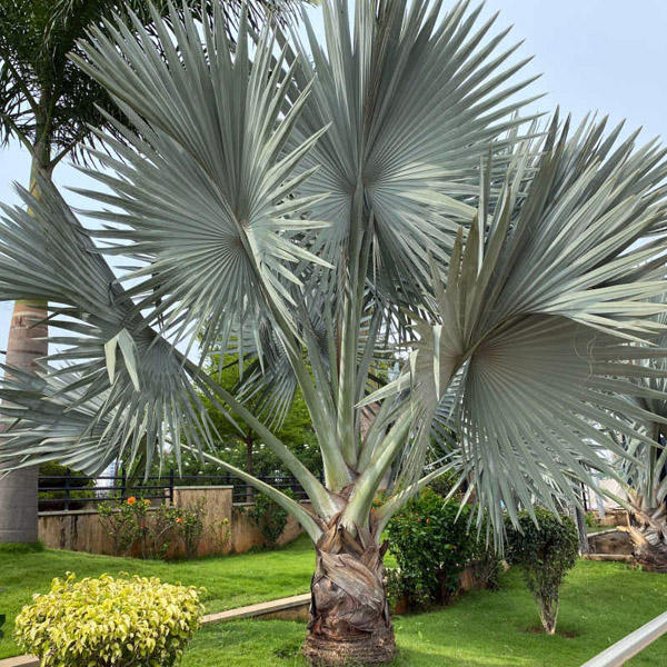 بذر نخل بیسمارک نقره ای – Bismarck Palm